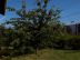Cerisiers irriguée goutte à goutte sur réserve eau de pluie.Disposition en cercle autour du tronc repoussée chaque année vers limite frondaison.