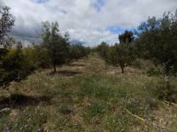 Truffière de chênes verts Languedoc